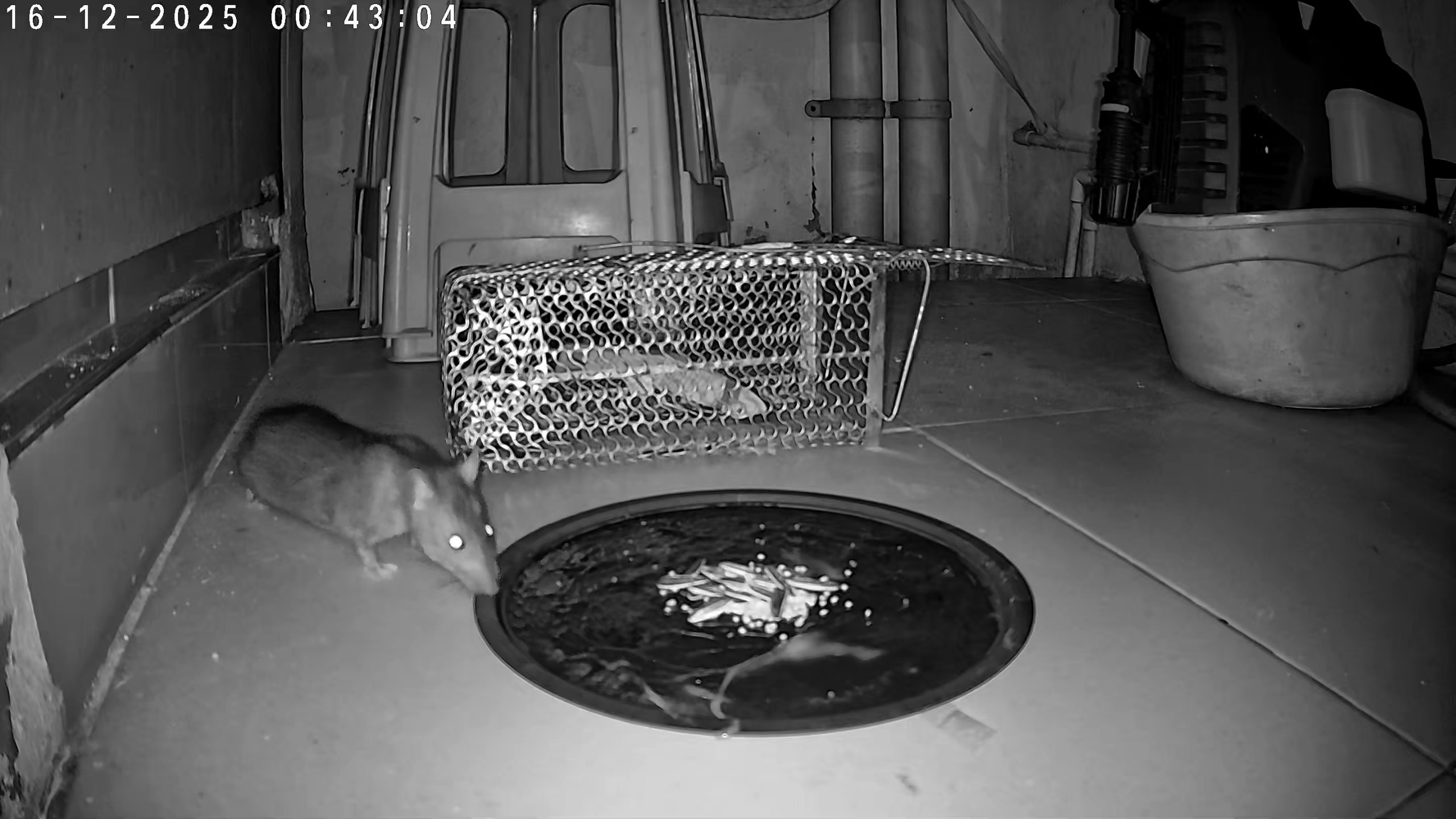 เรื่องของหนู… ที่ไม่ใช่นายกหนู